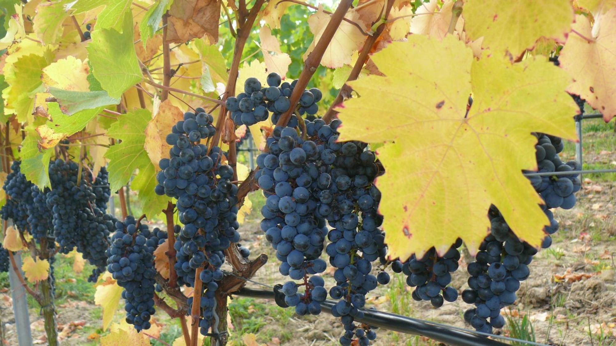 Weingut Herbert Kram Nordheim am Main Luaran gambar